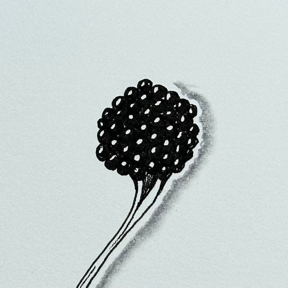 Motif Zentangle Bronx Cheer